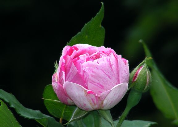 Honorine de Brabant photo hdb2013_06060021_zps69a4950e.jpg